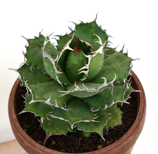 Agave titanota succulent with thick green leaves and prominent white spines in terracotta pot
