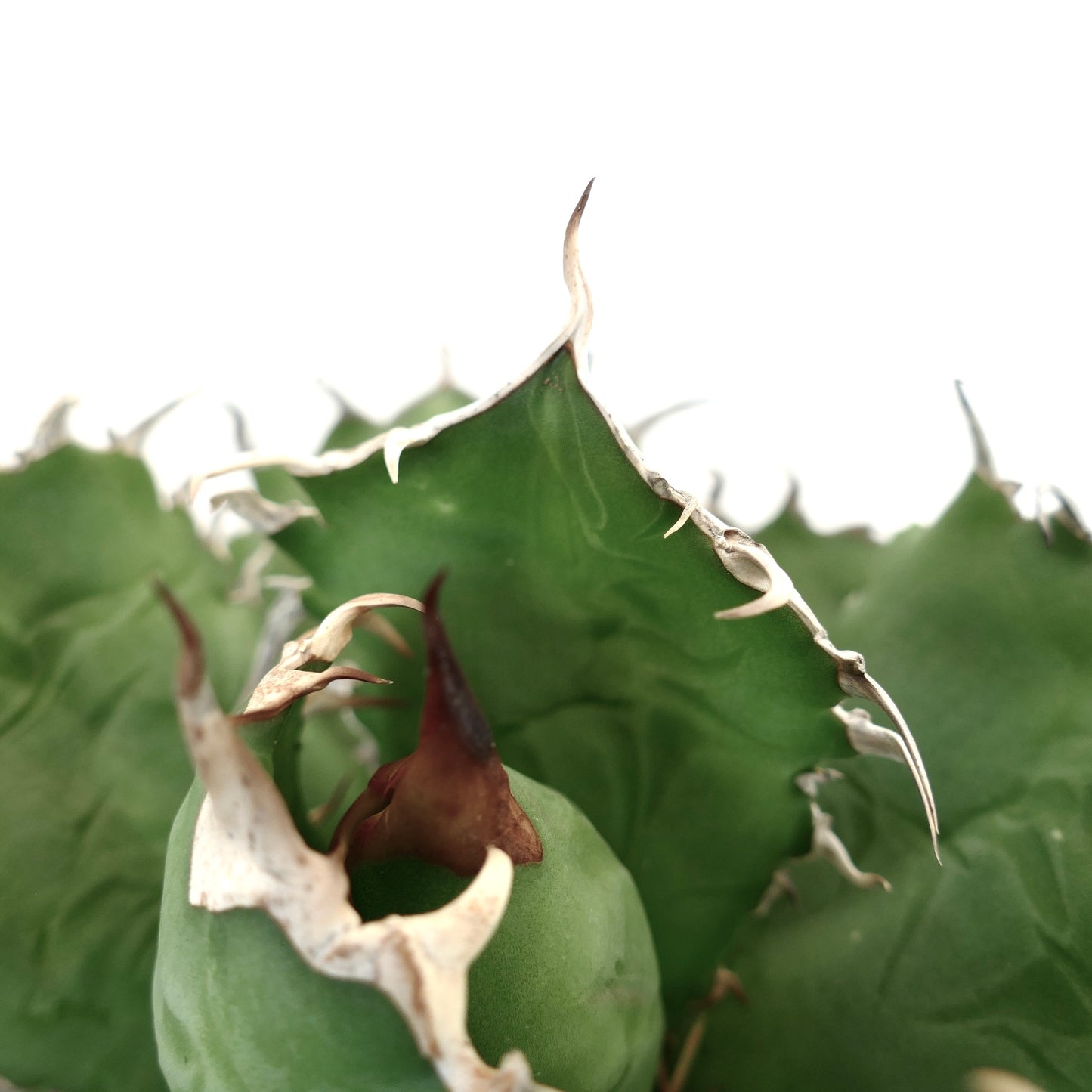 Agave titanota succulent with thick green leaves and prominent white spines along edges