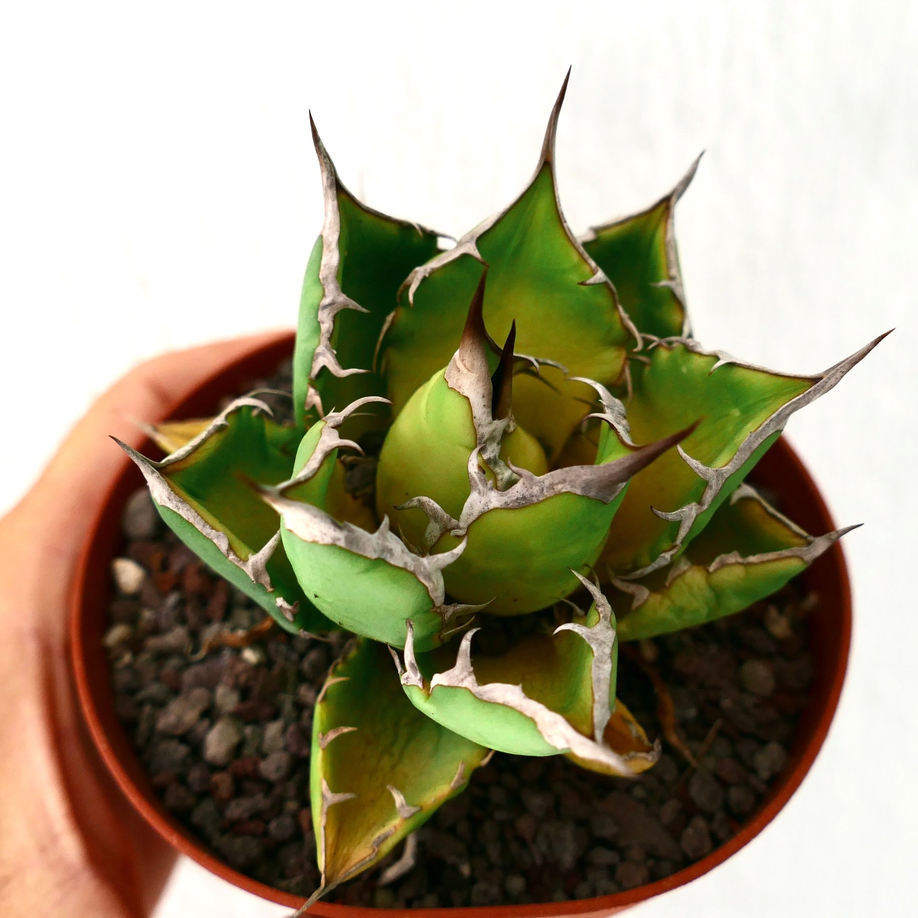 Agave titanota COMPACT FORM