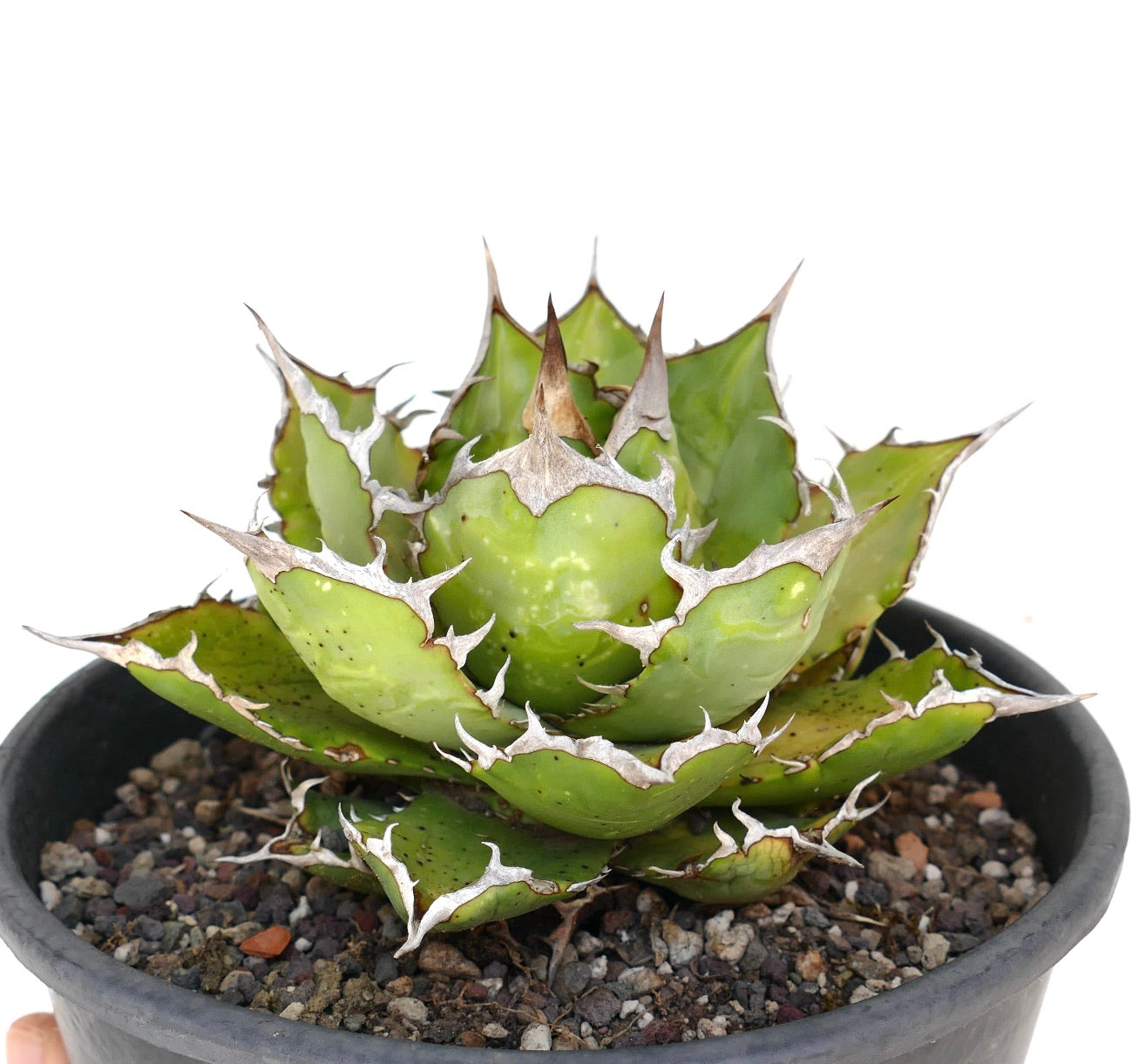 Agave titanota succulent with compact rosette and thick green leaves edged with white spines