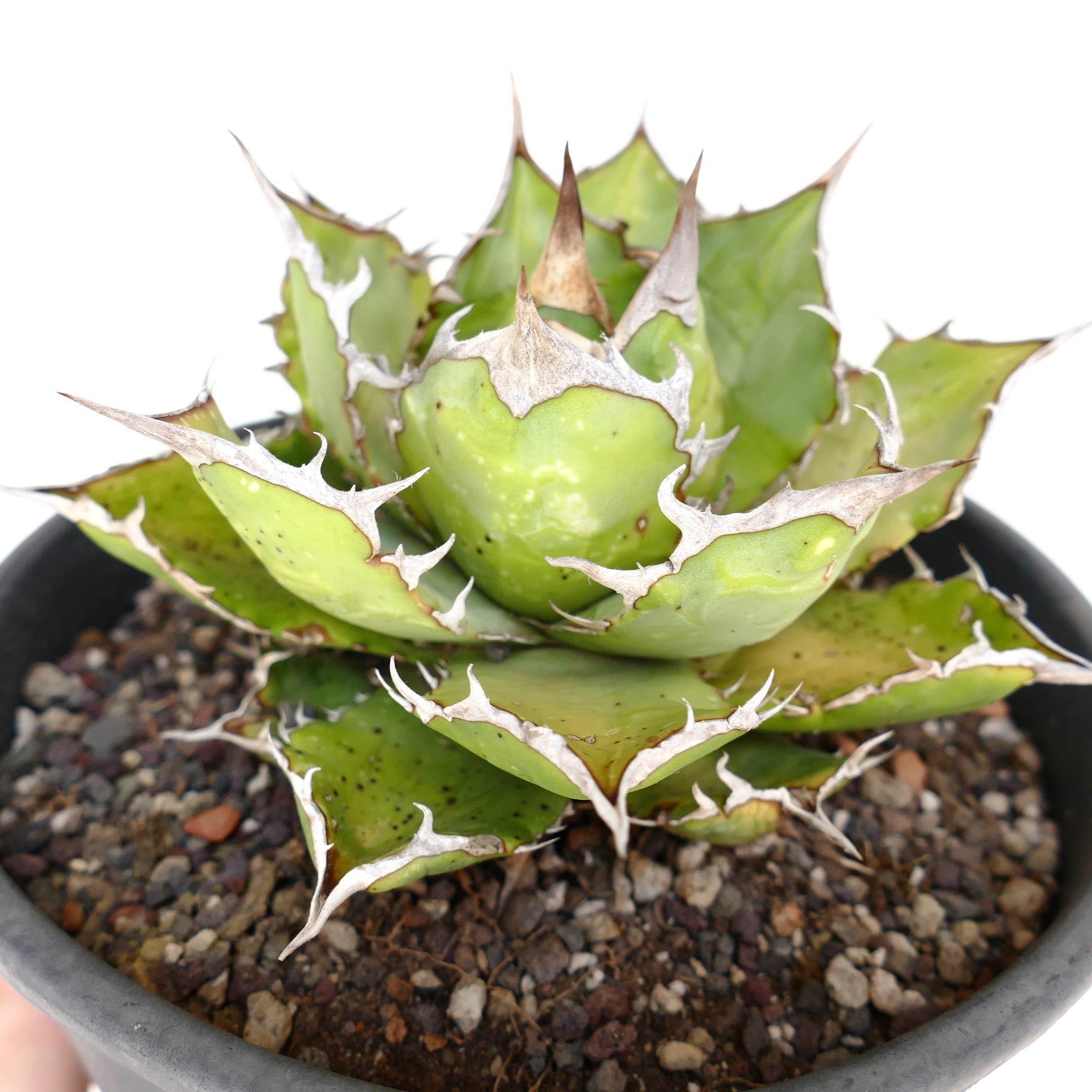 Agave titanota succulent with compact rosette and thick green leaves with white spiny edges