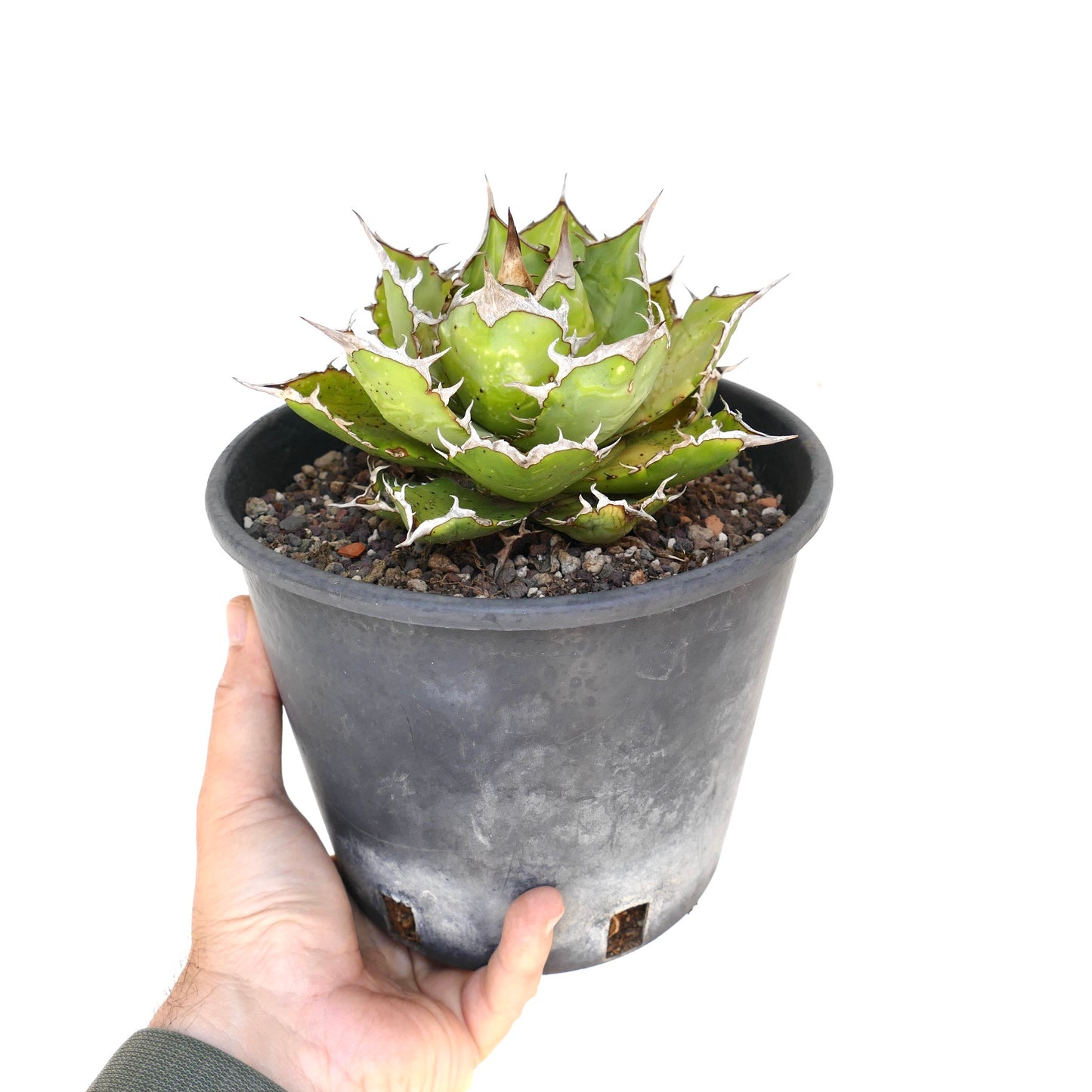 Agave titanota succulent with compact rosette and white-edged spines in black pot