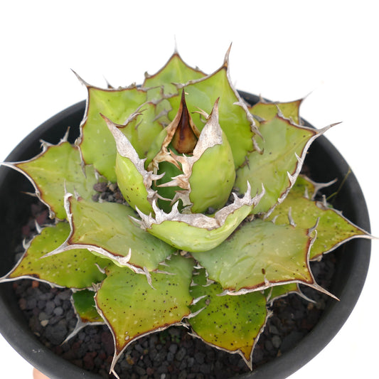 Agave titanota compact succulent with thick green leaves and prominent spines in black pot