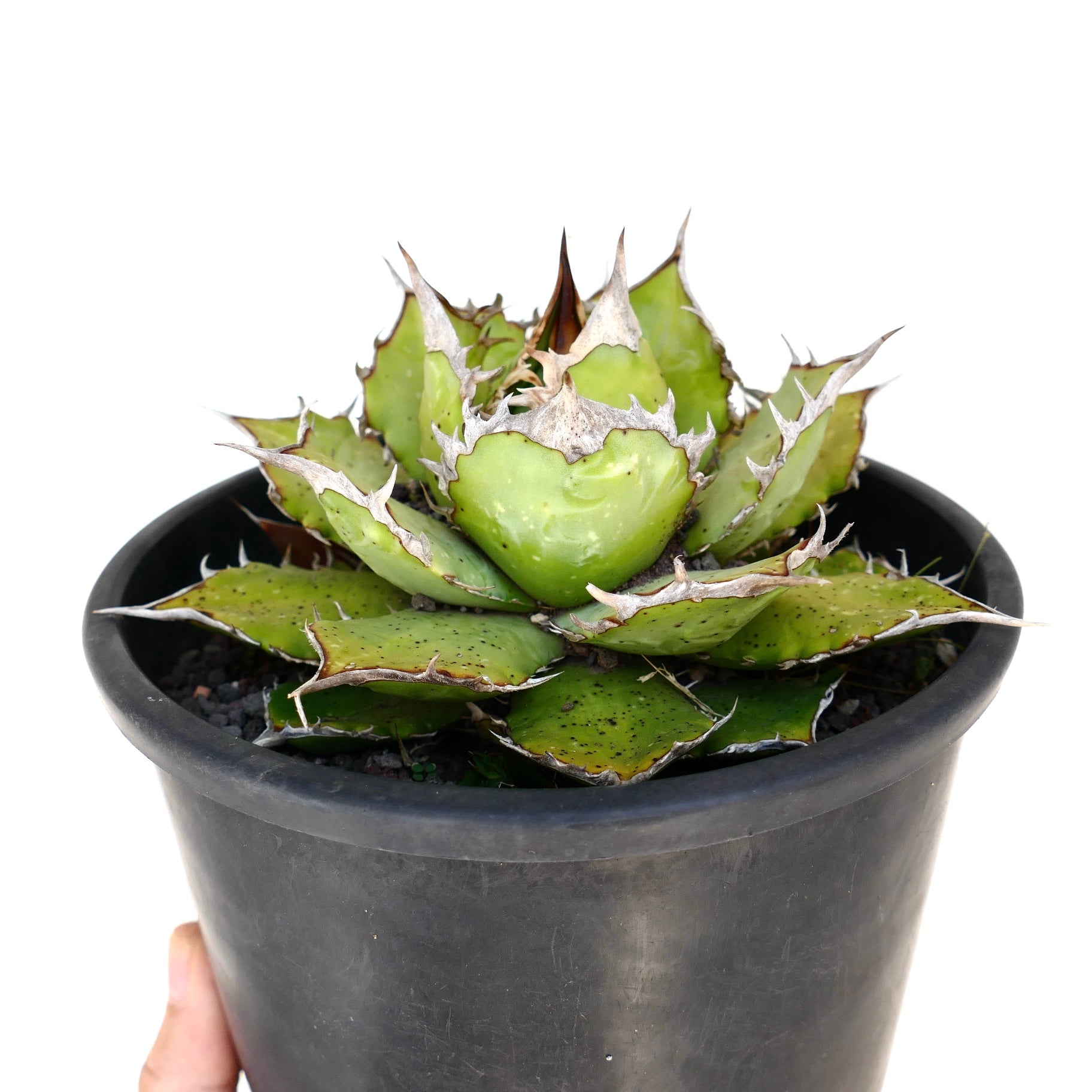 Agave titanota compact succulent with thick spiny leaves and rough textured edges in black pot