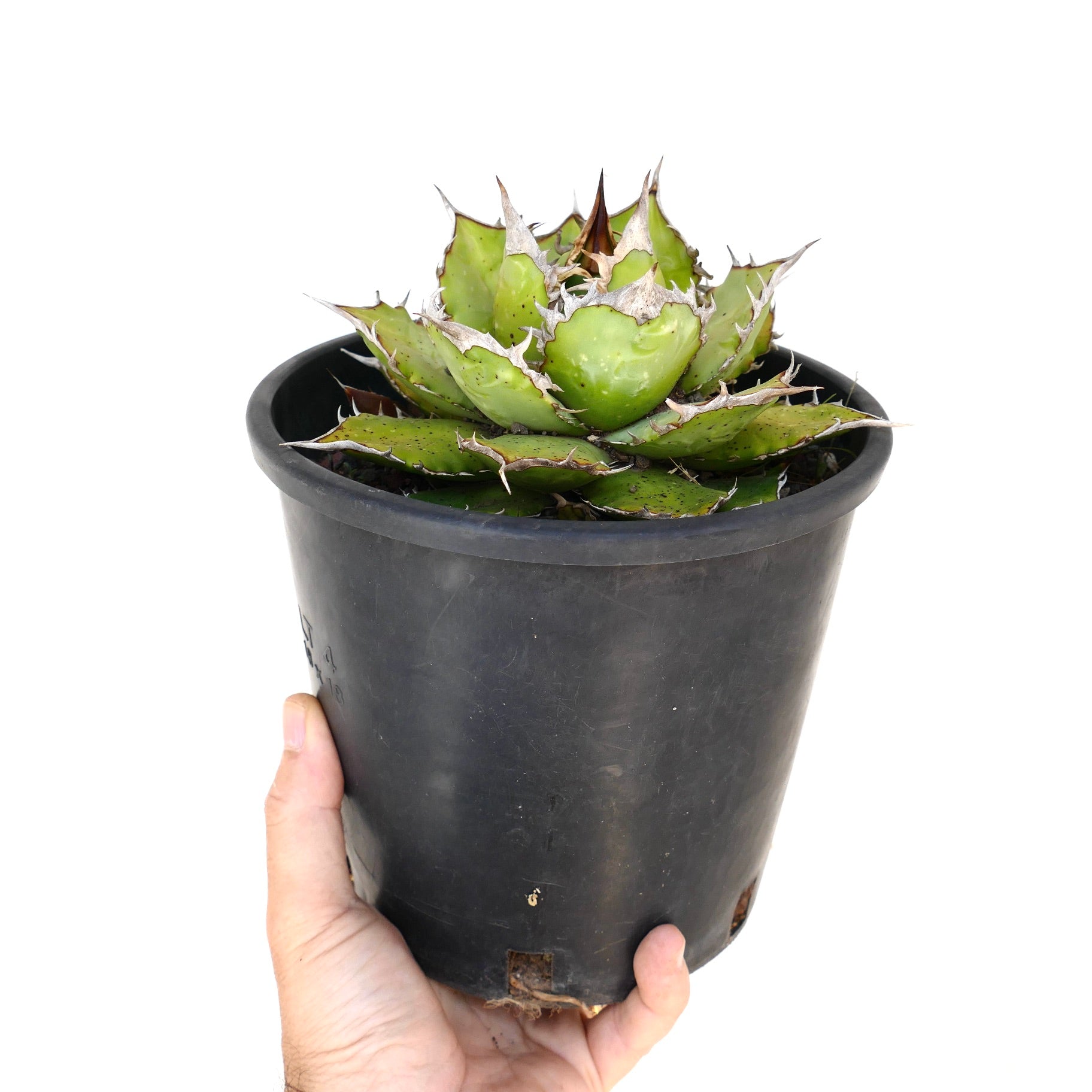 Agave titanota compact succulent with thick green leaves and prominent spines in black pot