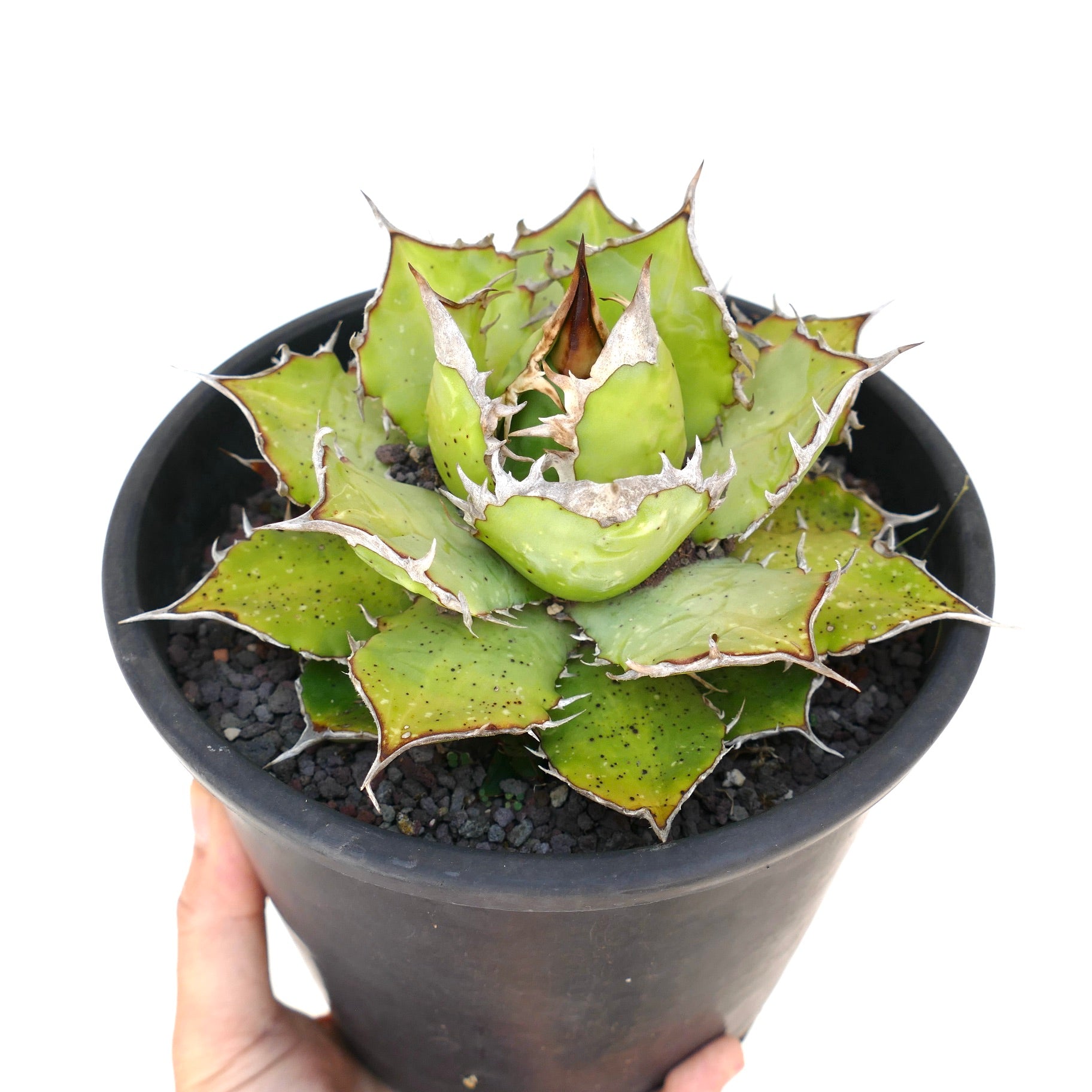 Agave titanota succulent with thick spiny leaves and compact rosette form in black pot