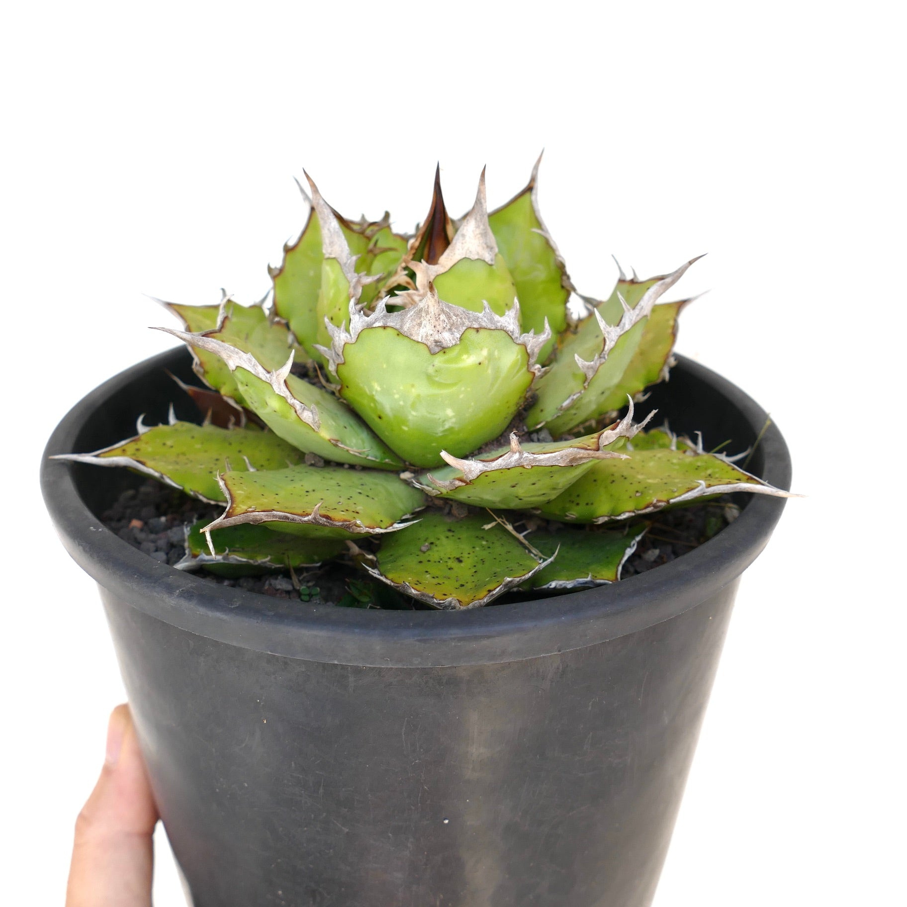 Agave titanota compact succulent with thick green leaves and prominent white spines in black pot