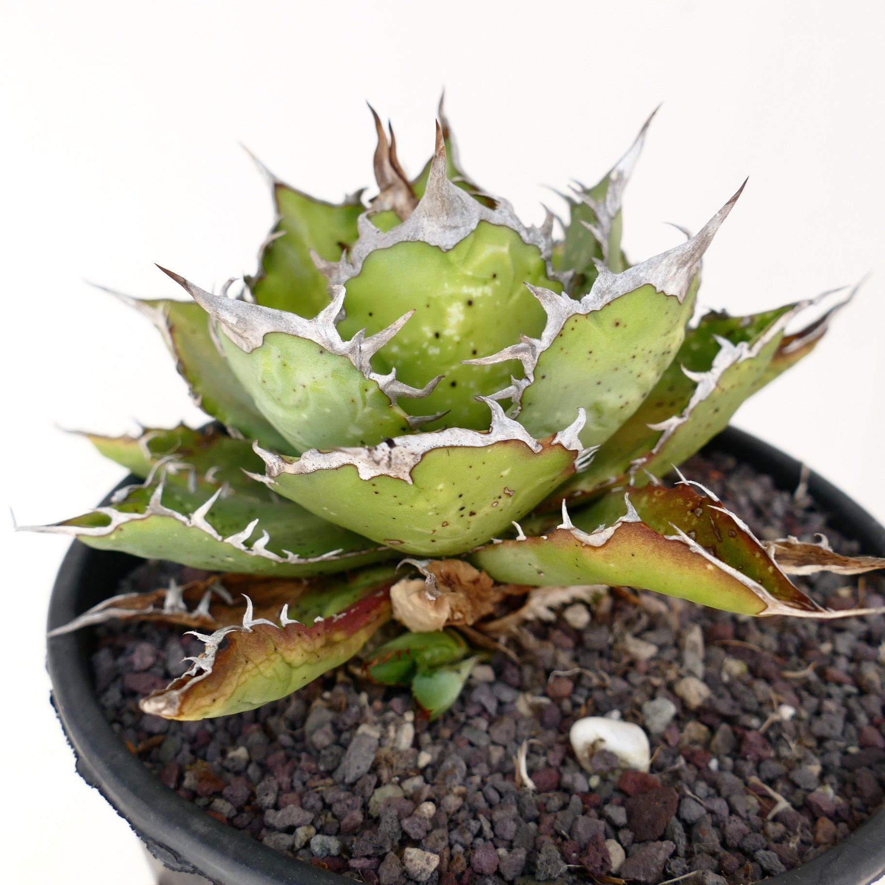 アガベ Rose Agave titanota Seed grown Agave titanota . #Agave #titanota #アガベ#龍舌蘭