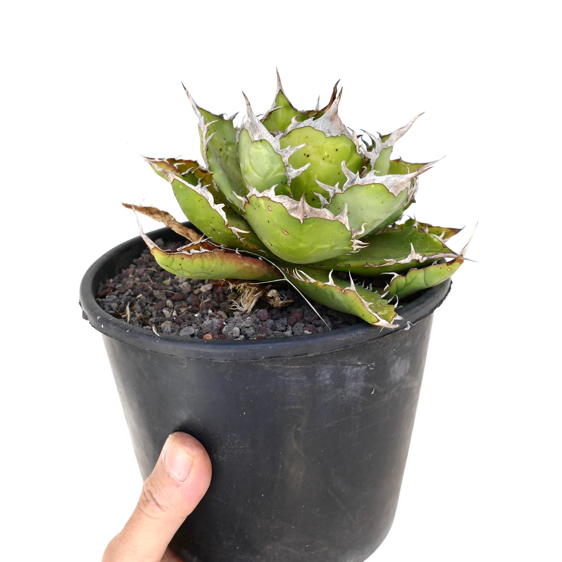 Agave titanota compact succulent with thick green leaves and prominent white spines in black pot