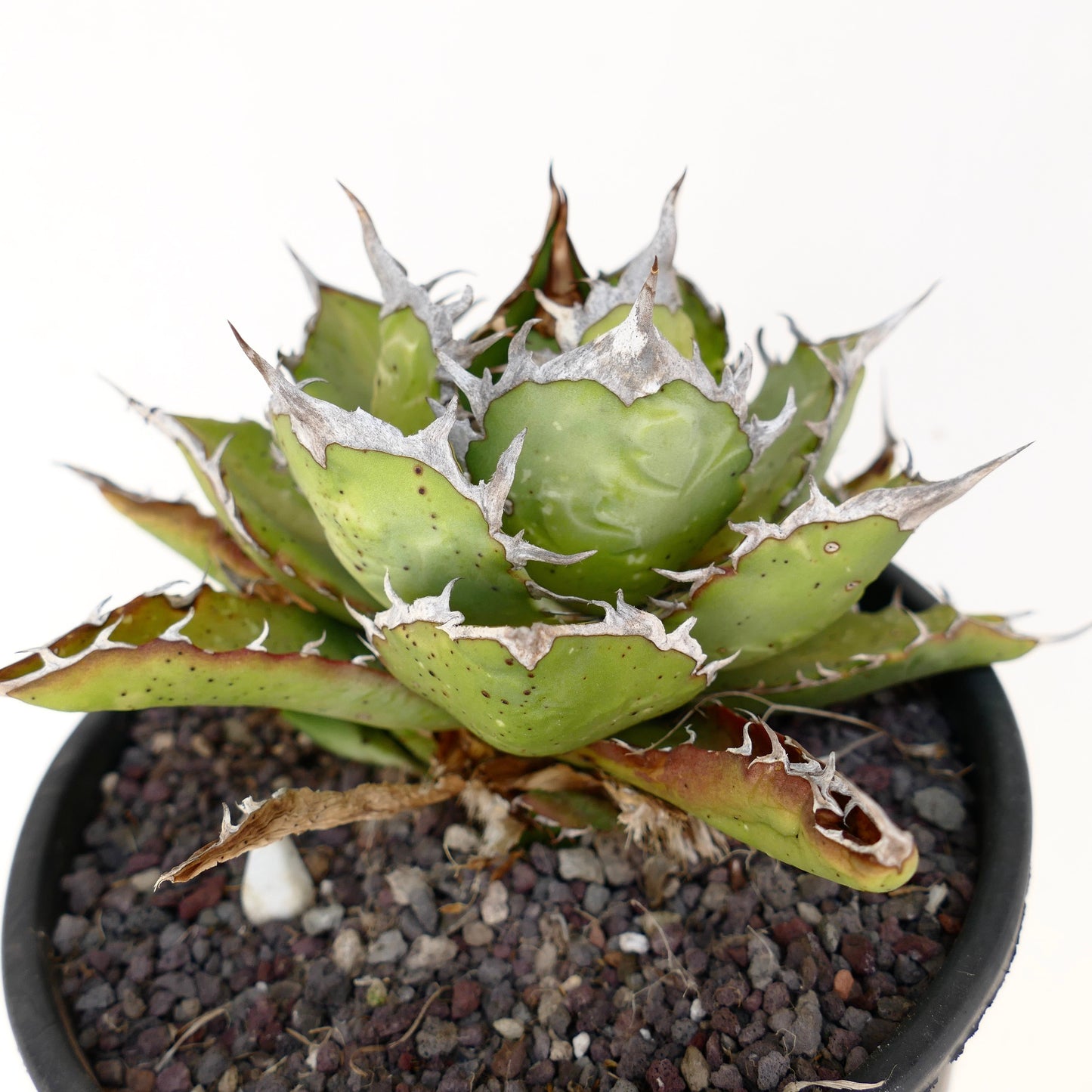 Agave titanota succulent with thick green leaves and prominent white spines in black pot