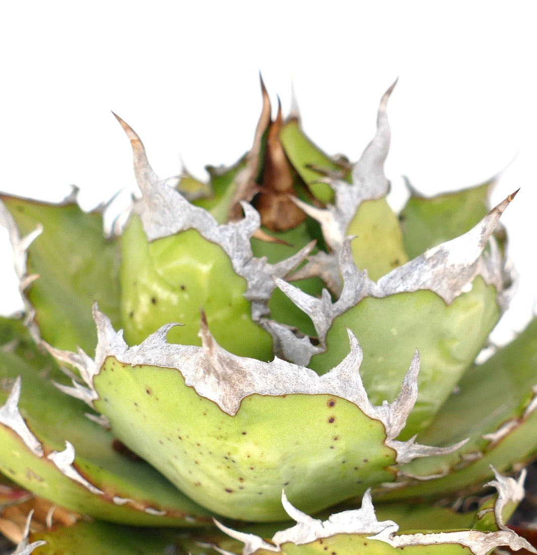 Agave titanota succulent with thick green leaves and prominent white spiny edges