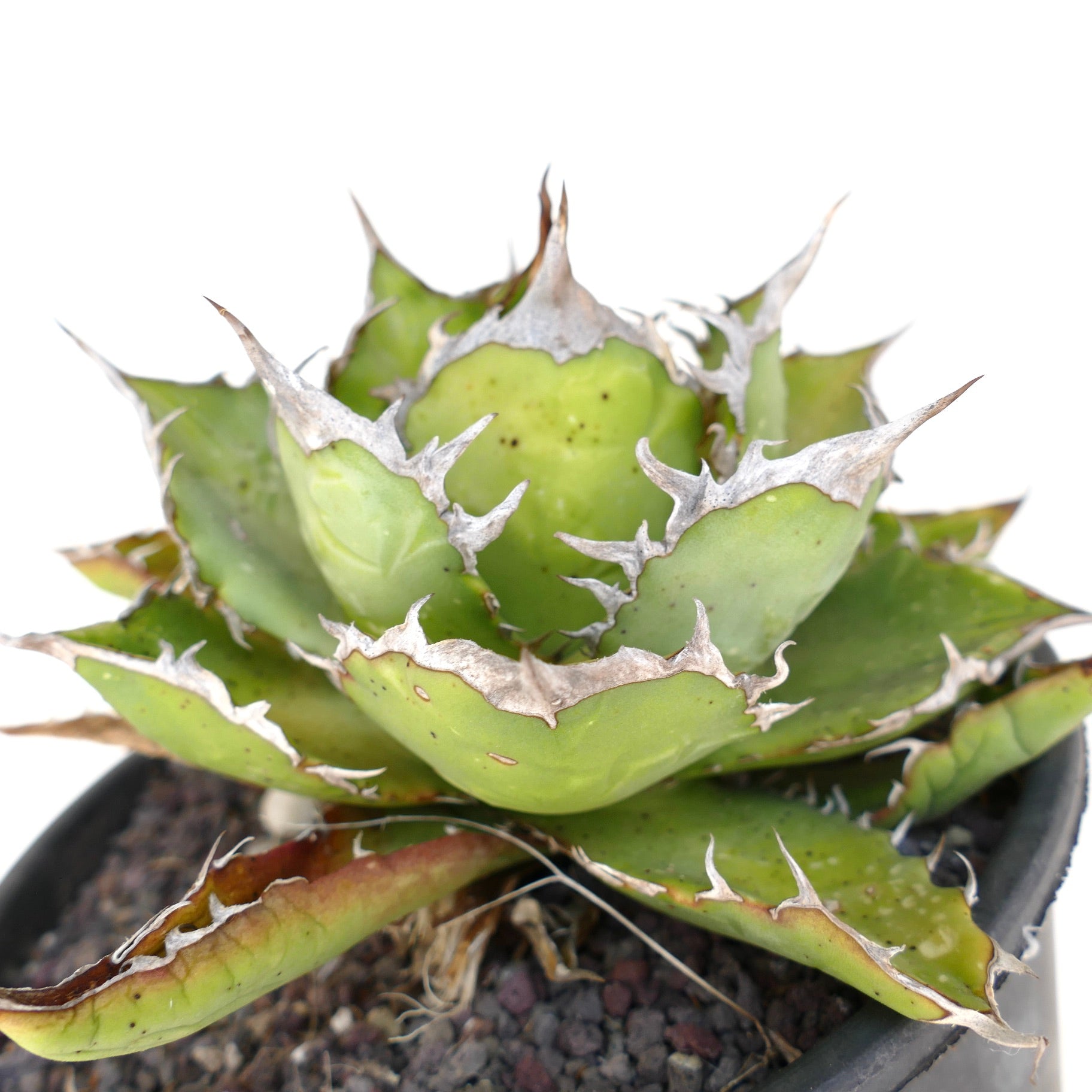 【AGAVE TITANOTA Oaxacaコレクション株】HeartPlant Agave titanota COMPACT (Oaxaca) HACCP2