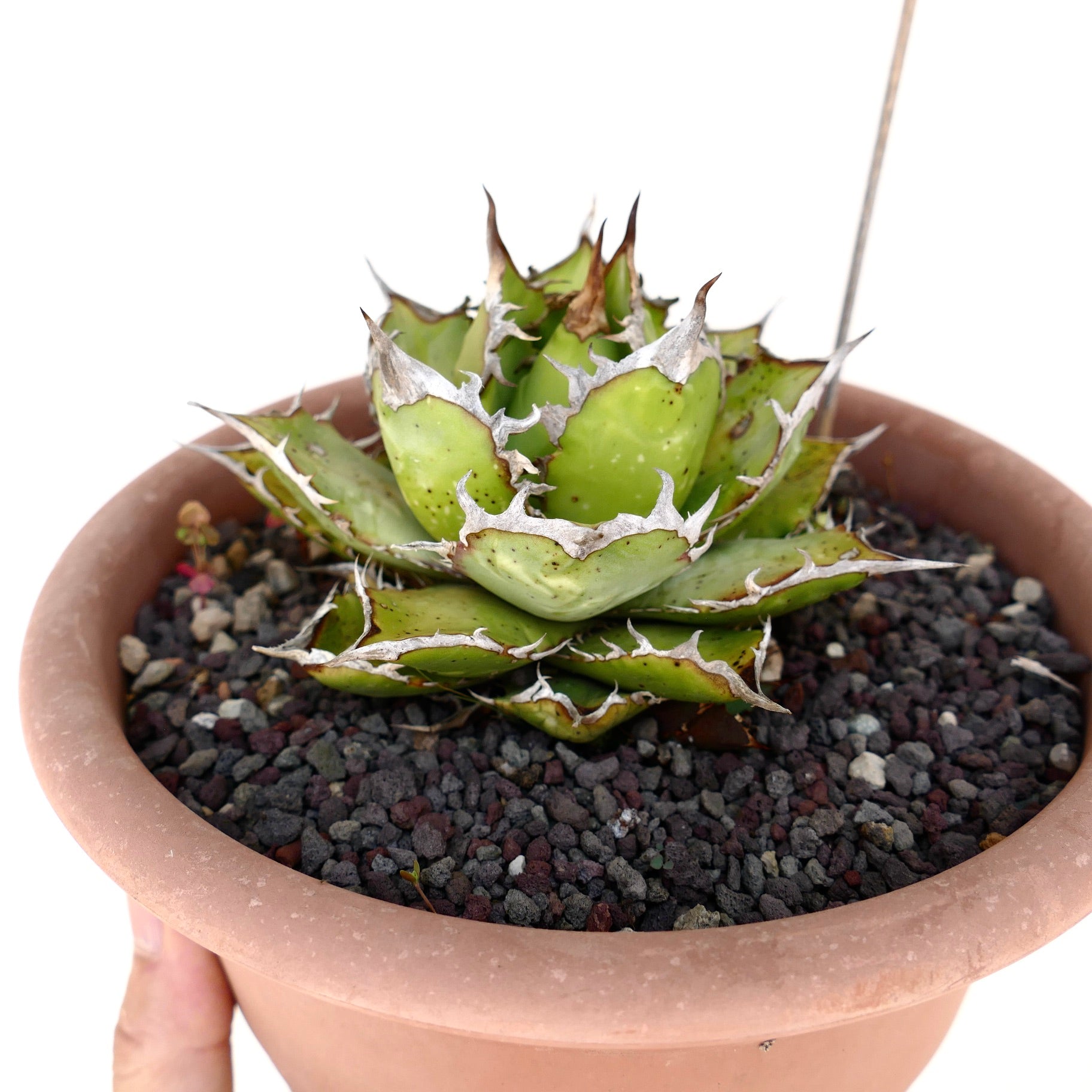 Agave titanota succulent with compact rosette and distinctive white-edged spines in terracotta pot