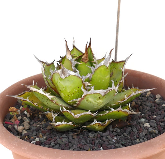 Agave titanota compact succulent with thick green leaves and prominent white spines in pot