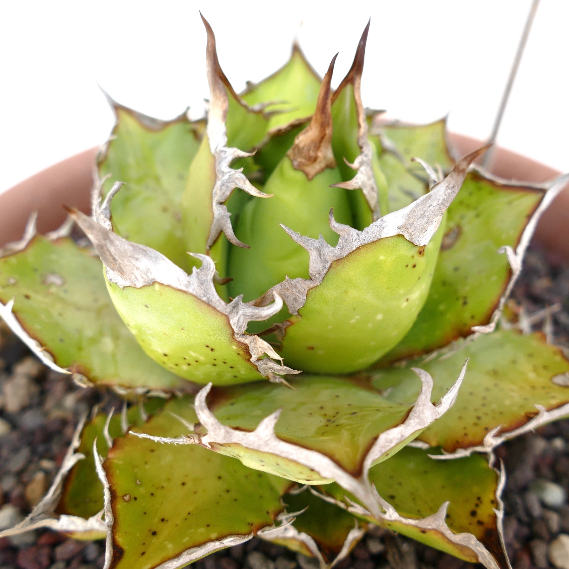 Agave titanota succulent with thick green leaves and prominent white spines on edges