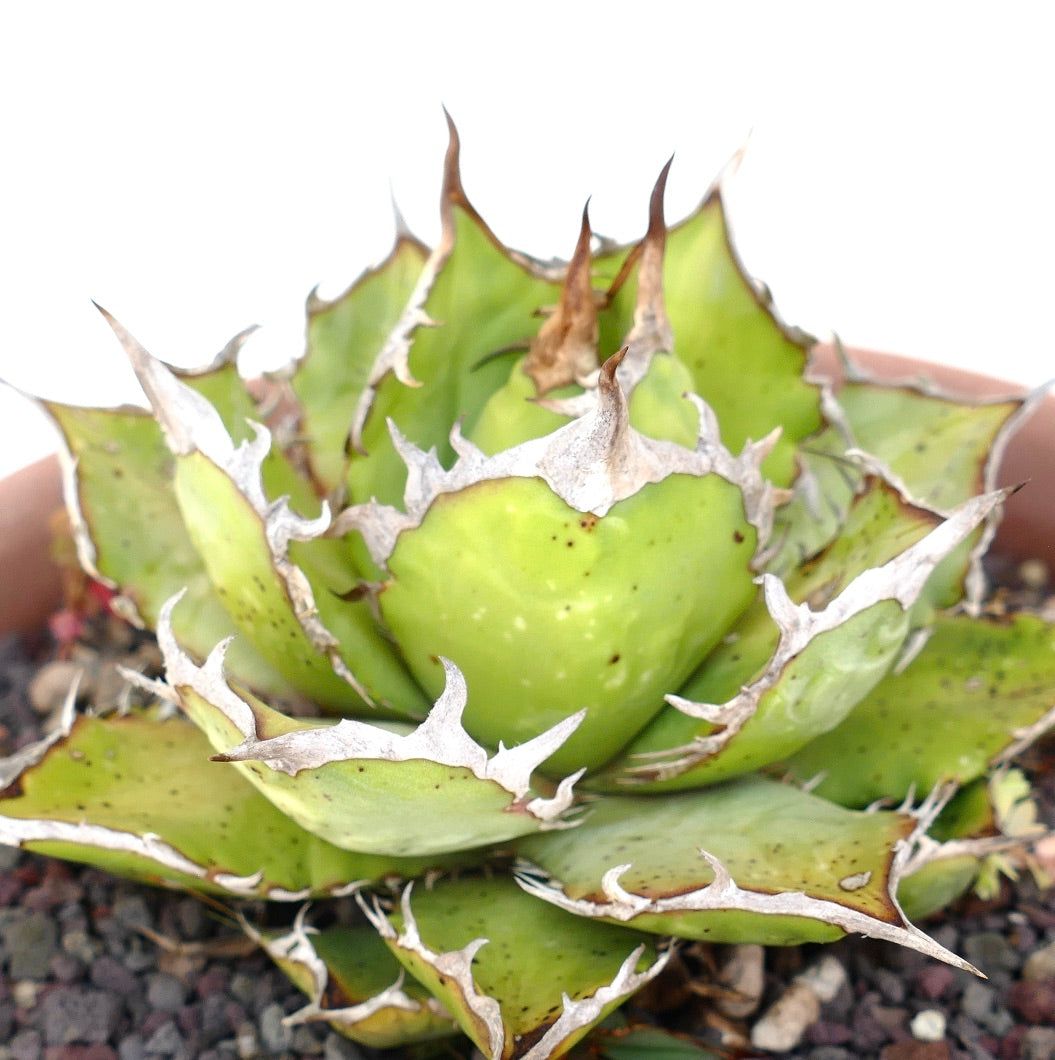 Agave titanota succulent with compact rosette and prominent white spines on green leaves