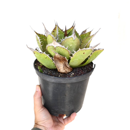 Agave titanota succulent with thick green leaves and prominent white spines in black pot