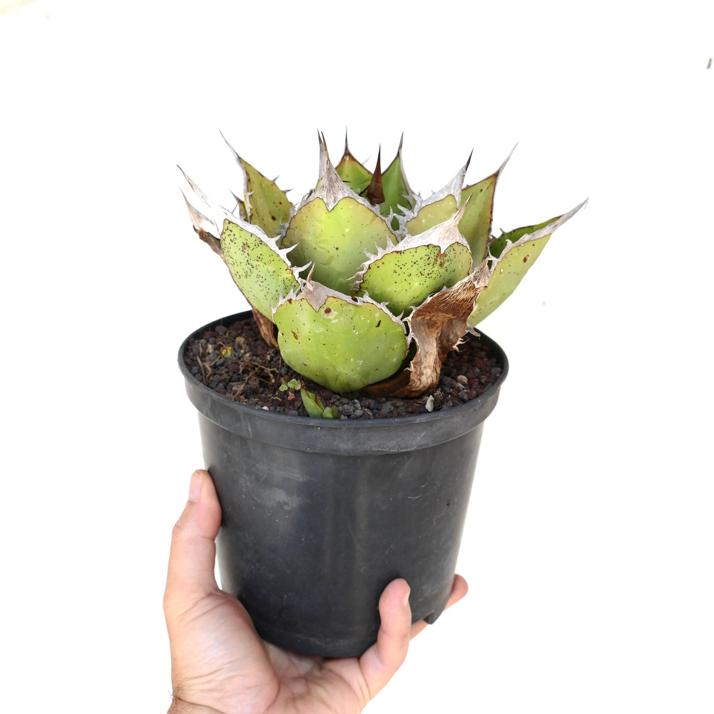 Agave titanota succulent with thick green leaves and sharp spines in black pot