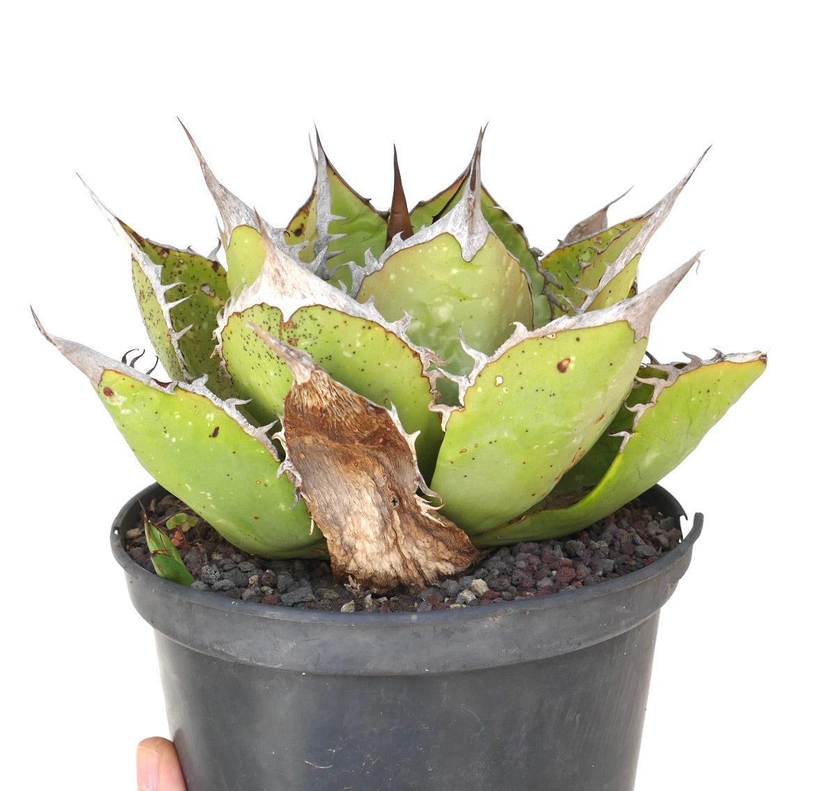 Agave titanota succulent with thick green leaves and prominent sharp spines in black pot