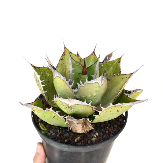 Agave titanota succulent with compact rosette, thick spiny leaves, and pale green color