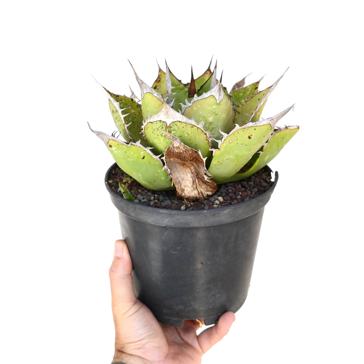 Agave titanota succulent with thick green leaves and prominent white spines in black pot