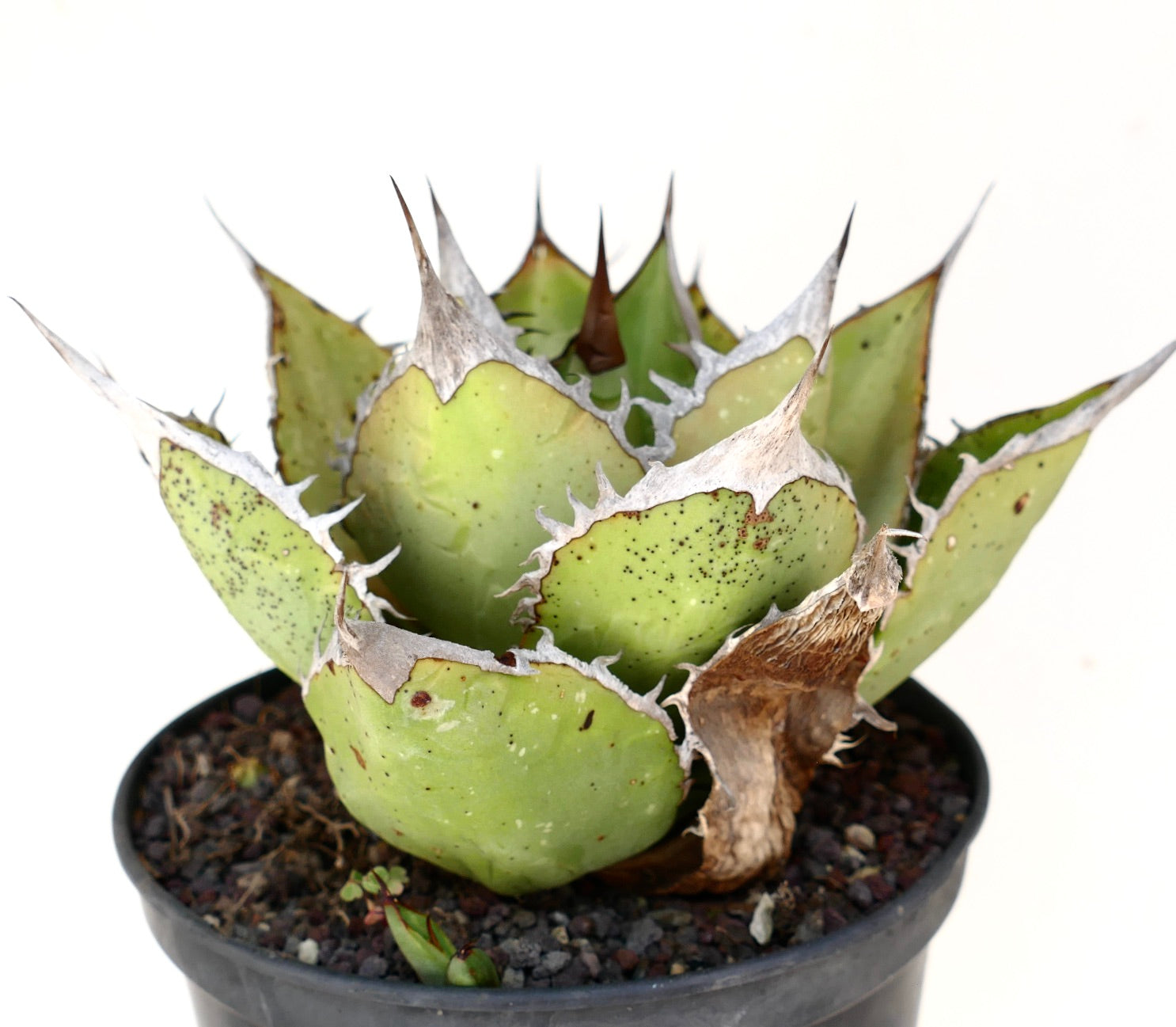 Agave titanota succulent with thick pale green leaves and sharp spines in black pot