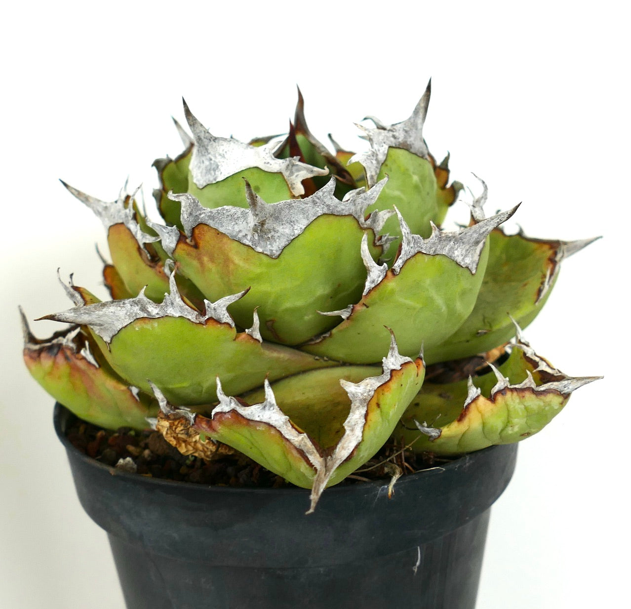Agave titanota COMPACT cv succulent with thick green leaves and prominent white spines in black pot