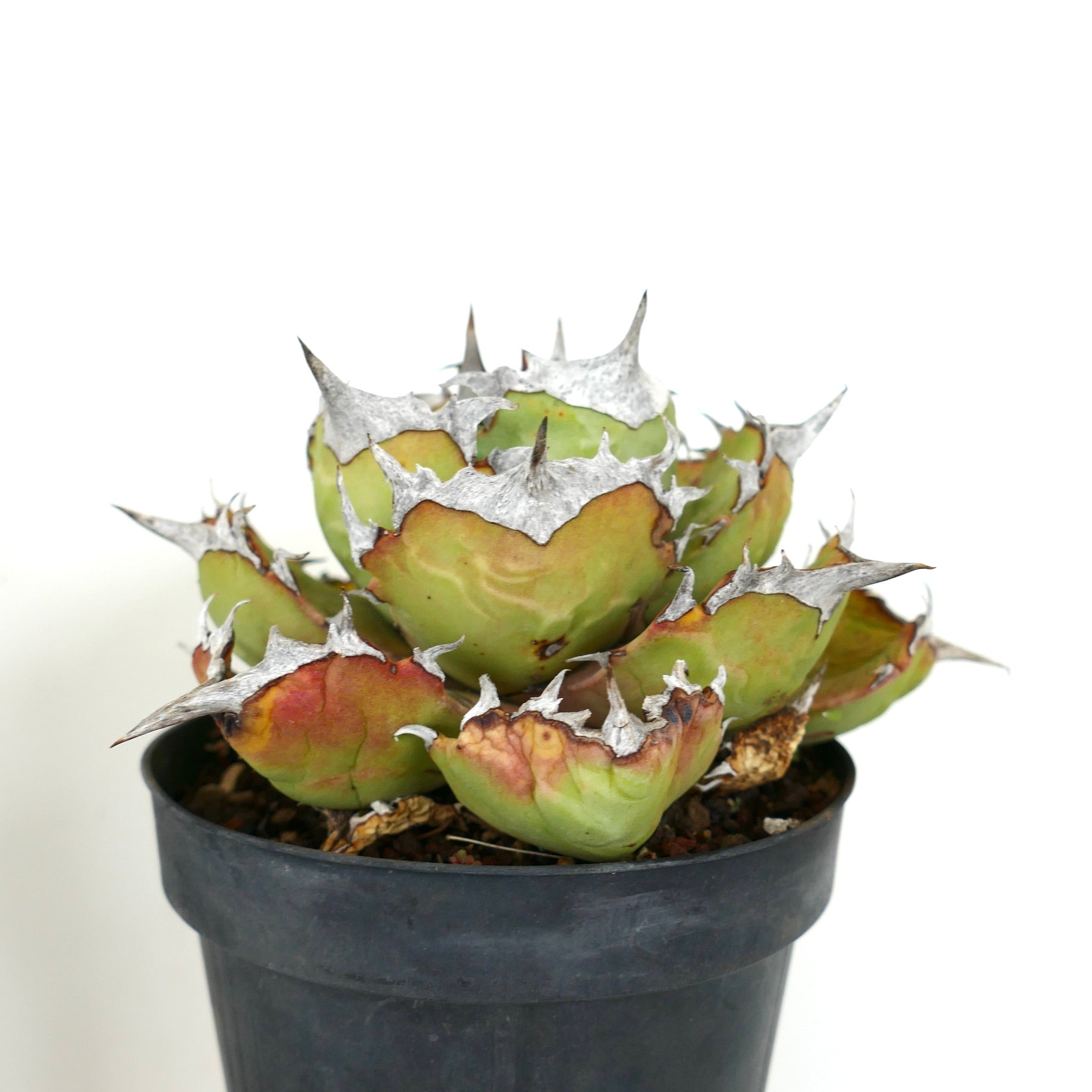 Agave titanota COMPACT cv succulent with thick green leaves and prominent silver spines in black pot