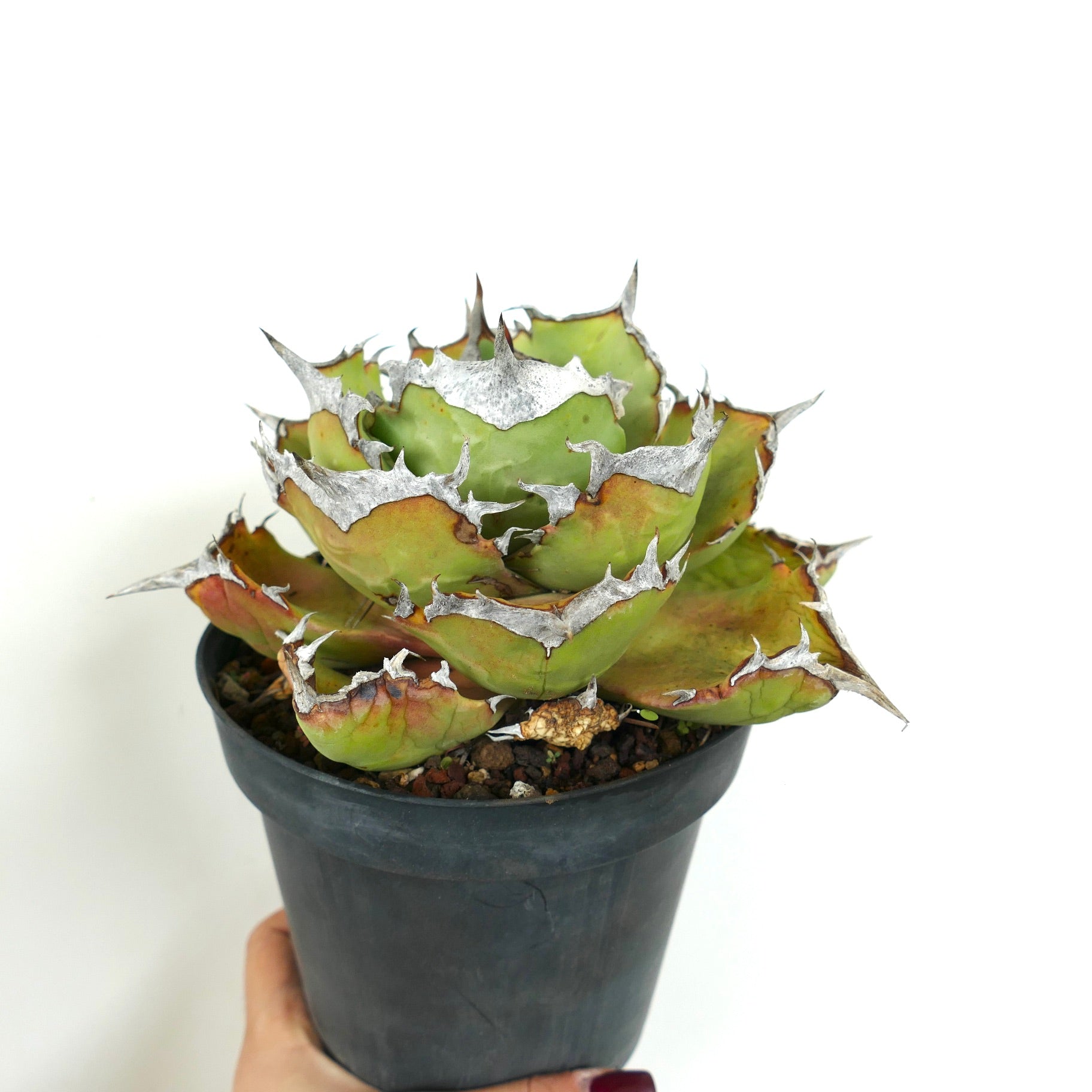 Agave titanota COMPACT cv succulent with thick green leaves and prominent white spines in black pot