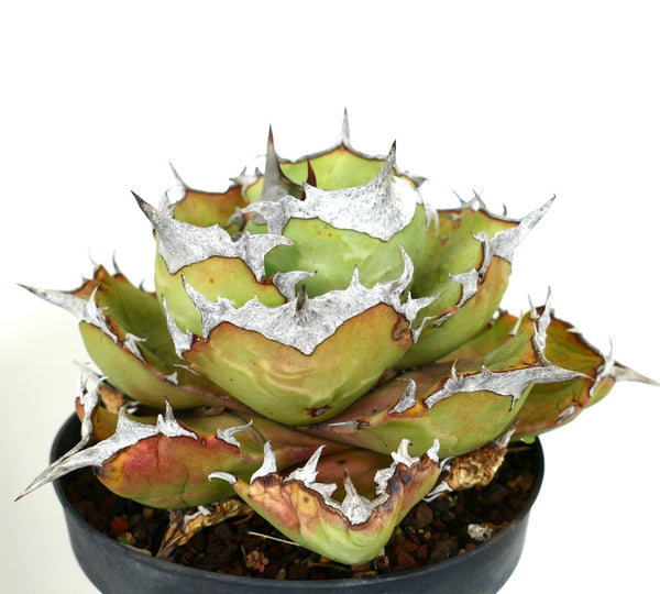 The Agave titanota cv 阿部 ABE | Botanical Archive | Buy Now