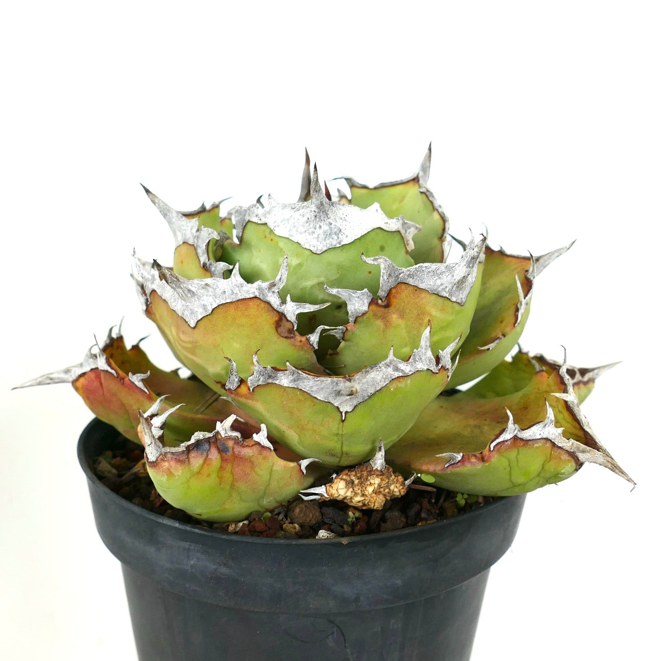 Agave titanota COMPACT cv succulent with thick green leaves and prominent white spines in black pot