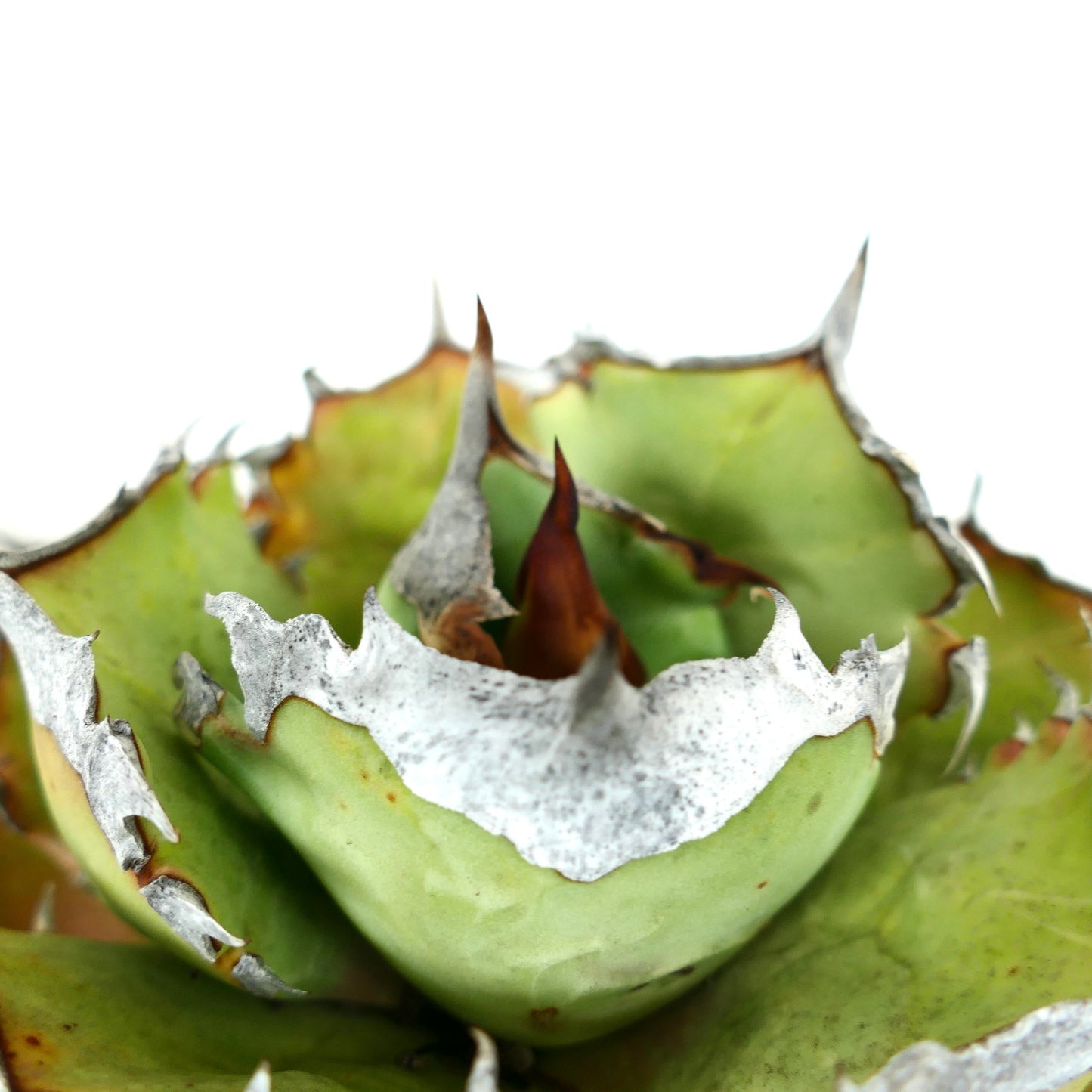 Agave titanota COMPACT cv succulent with thick green leaves and sharp brown spines