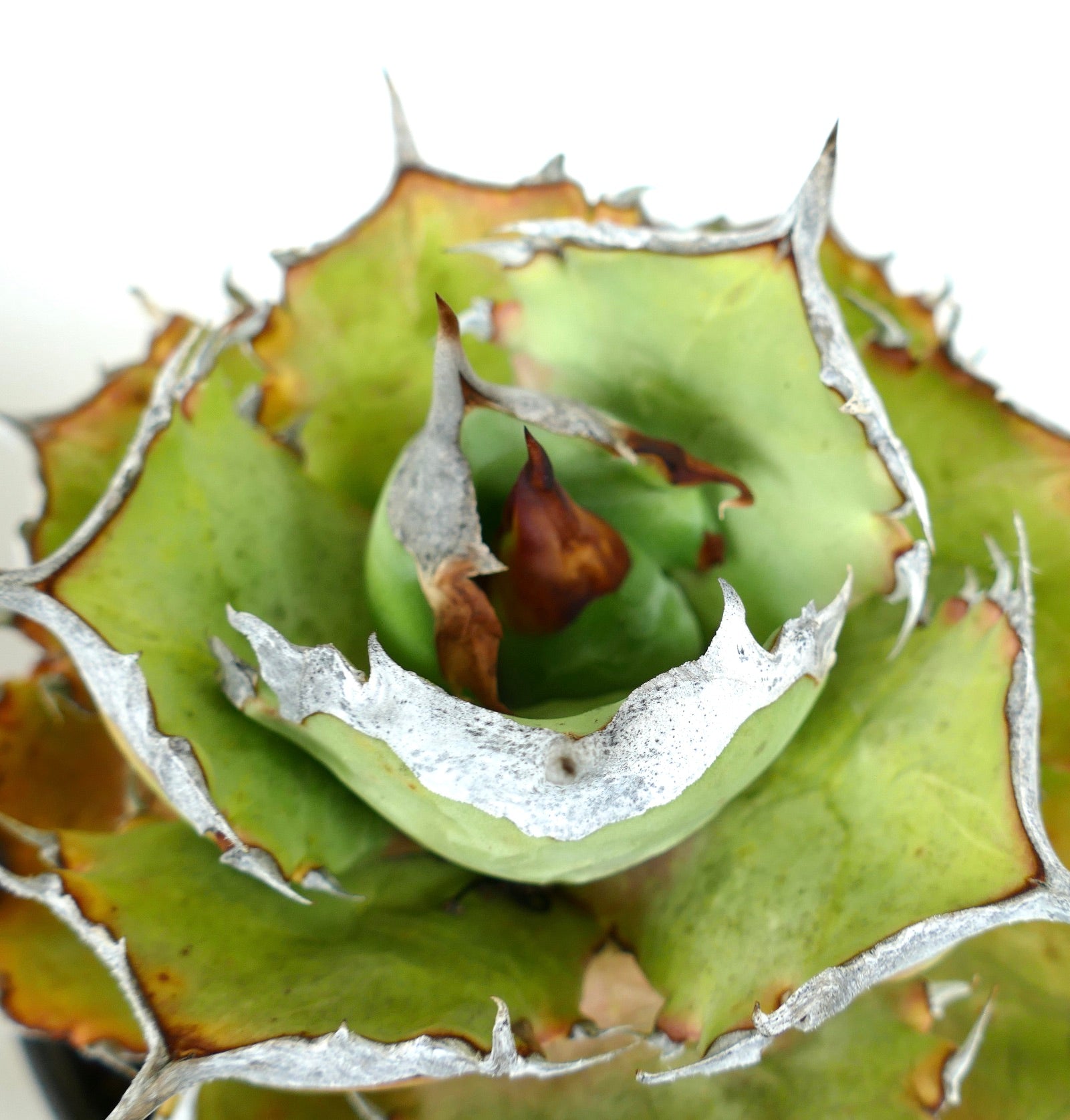 Agave titanota COMPACT cv succulent with thick green leaves and prominent white spines
