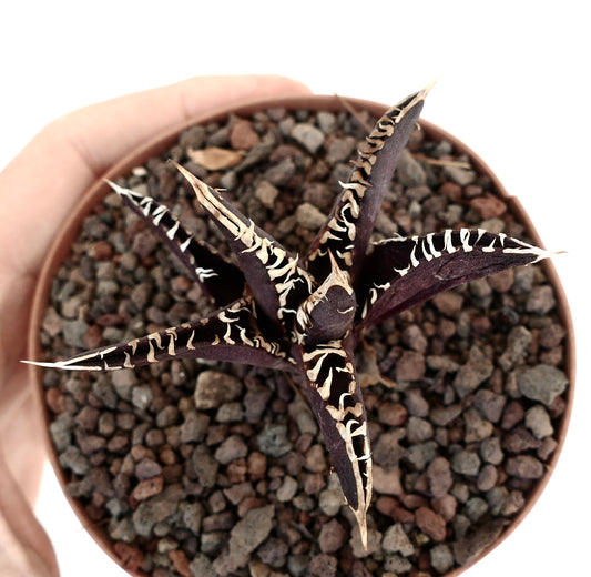 Suculenta Agave titanota con hojas moradas oscuras y espinas blancas prominentes en maceta