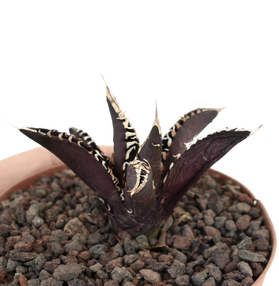 Succulente Agave titanota aux feuilles violet foncé avec des bords épineux blancs en pot