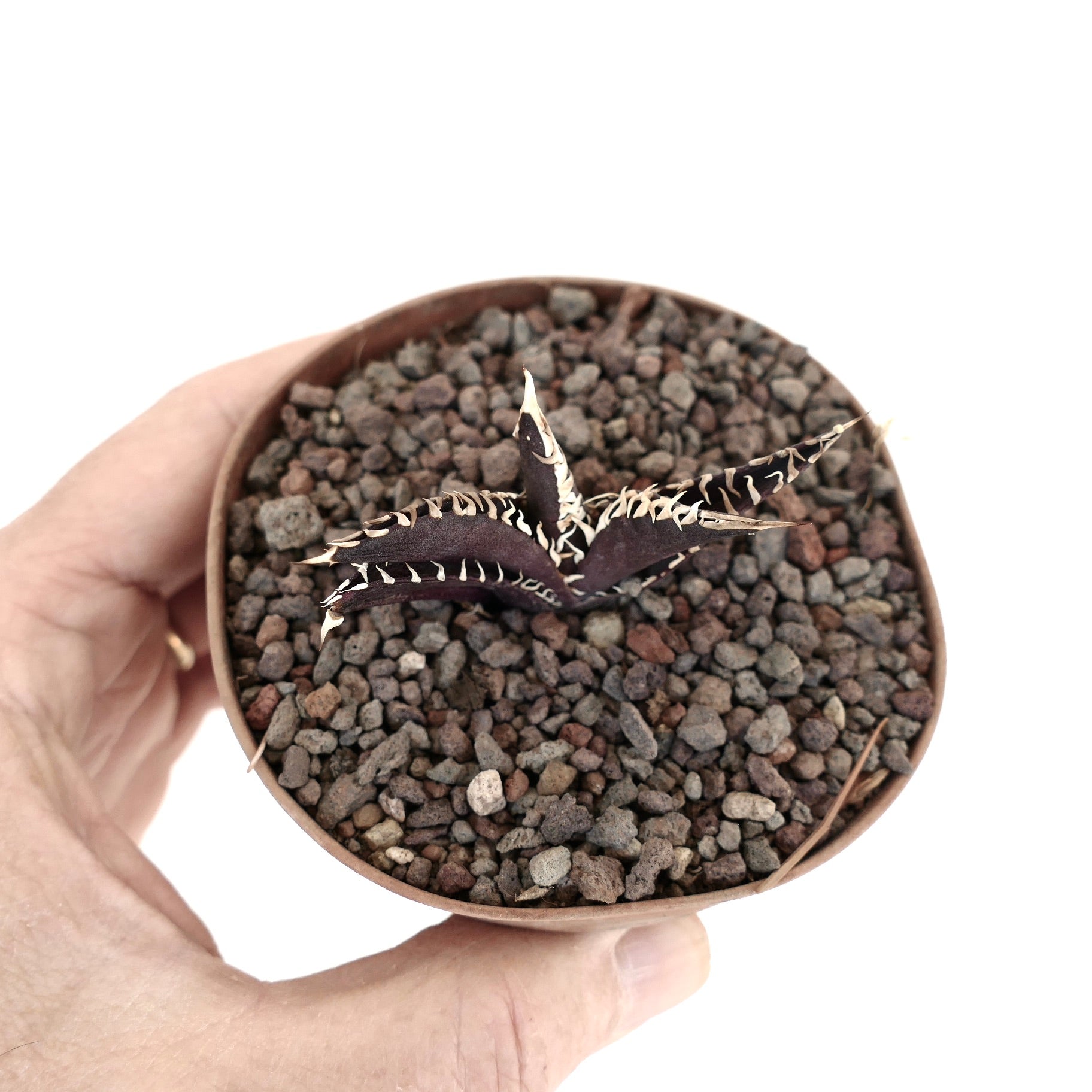 アガベ・タイタノタ 小型のダーク多肉植物 白いトゲがある岩の多い土の鉢植え