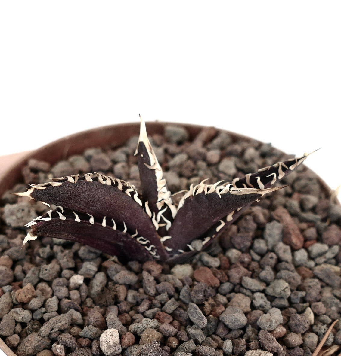 暗紫色の葉と対照的な白い棘を持つアガベ・タイタノタ、多岩質の土壌で育つ多肉植物