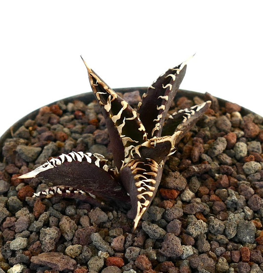 Suculenta Agave titanota con hojas púrpuras oscuras y espinas blancas contrastantes en suelo rocoso