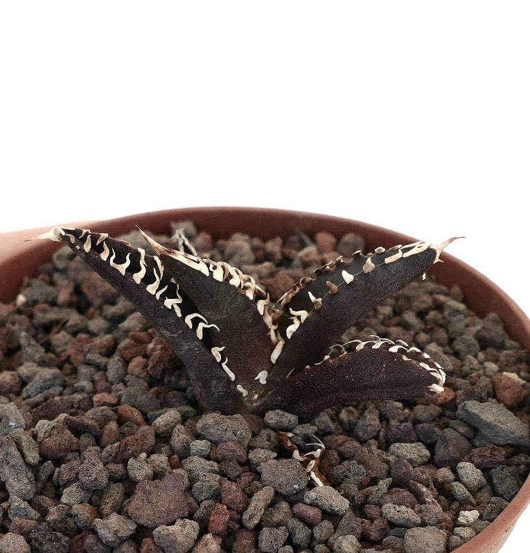 Agave titanota succulent with dark leaves and distinctive white spines in pot