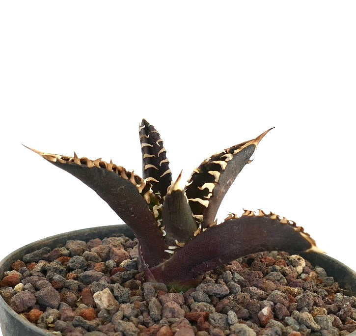 Agave titanota 'DARK KNIGHT' succulent with dark leaves and contrasting white spines in pot