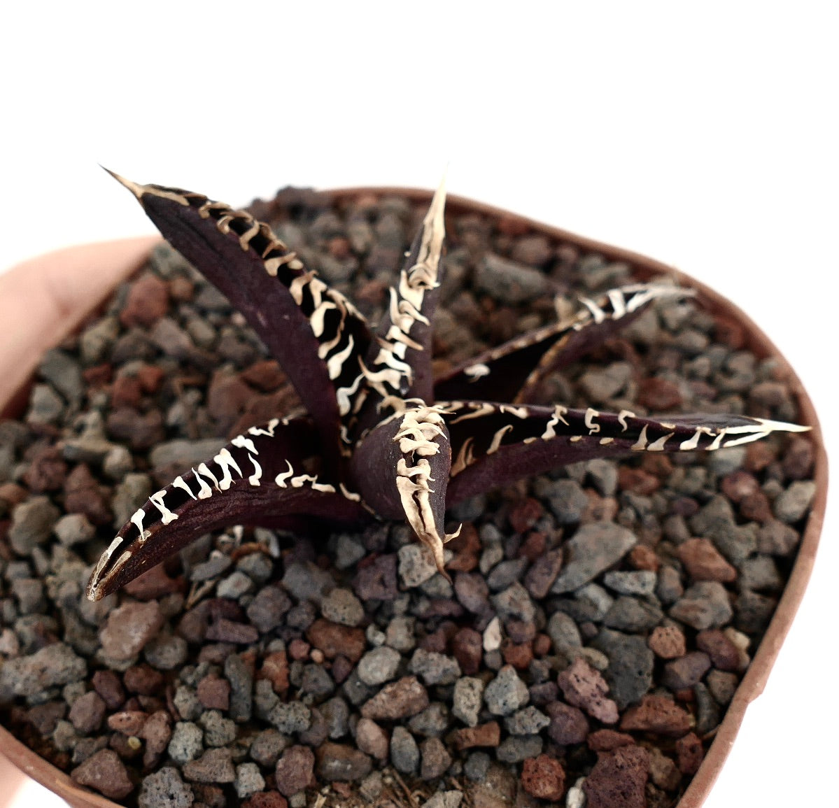 Agave titanota avec des feuilles vert foncé pourpres et des épines blanches proéminentes plante succulente