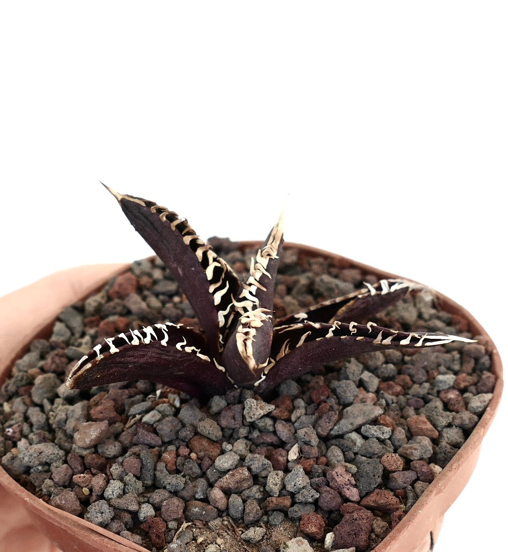 Agave titanota pourpre foncé, plante succulente avec épines blanches et feuilles texturées en pot