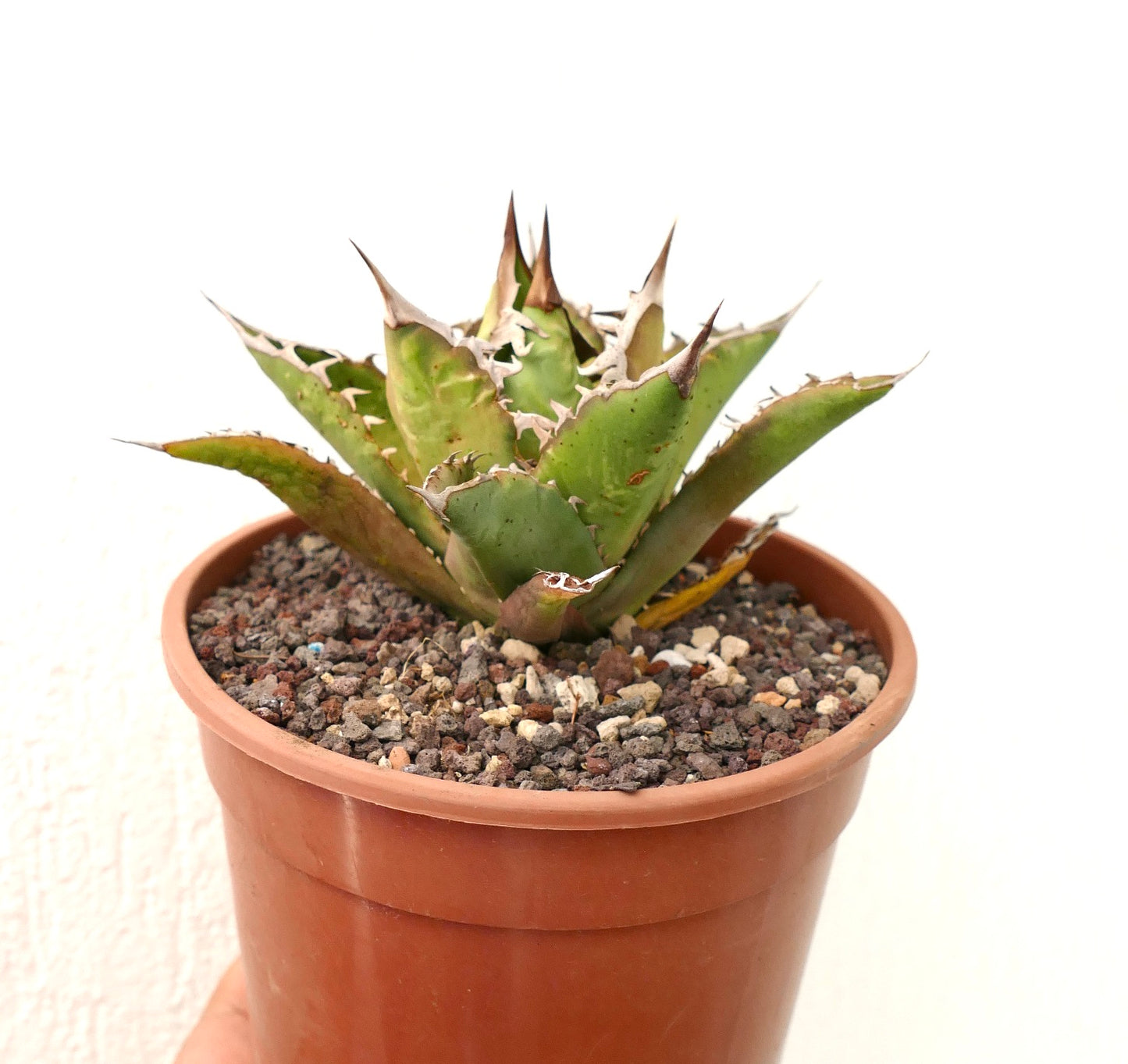 Agave titanota H19