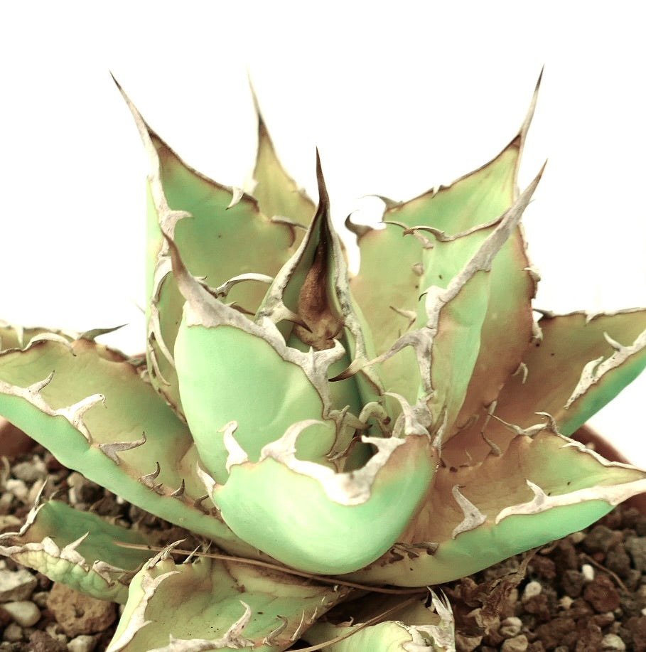 Agave titanota 