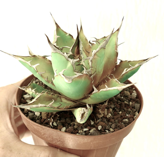 Agave titanota