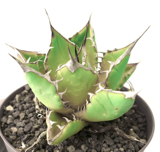 Agave titanota 