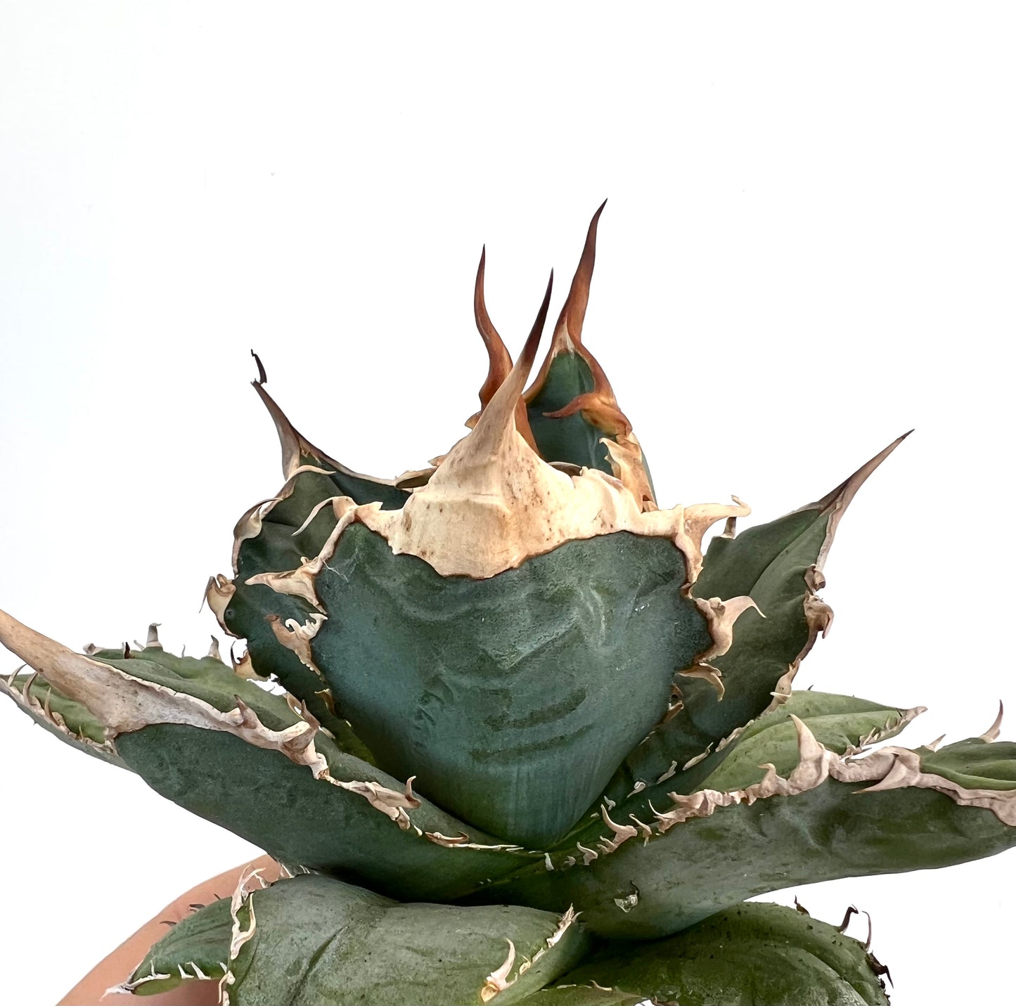 Agave titanota OAXACA