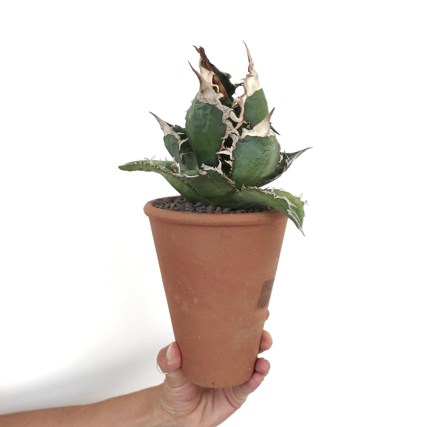 Suculenta Agave titanota con hojas verdes gruesas y espinas blancas prominentes en maceta de terracota