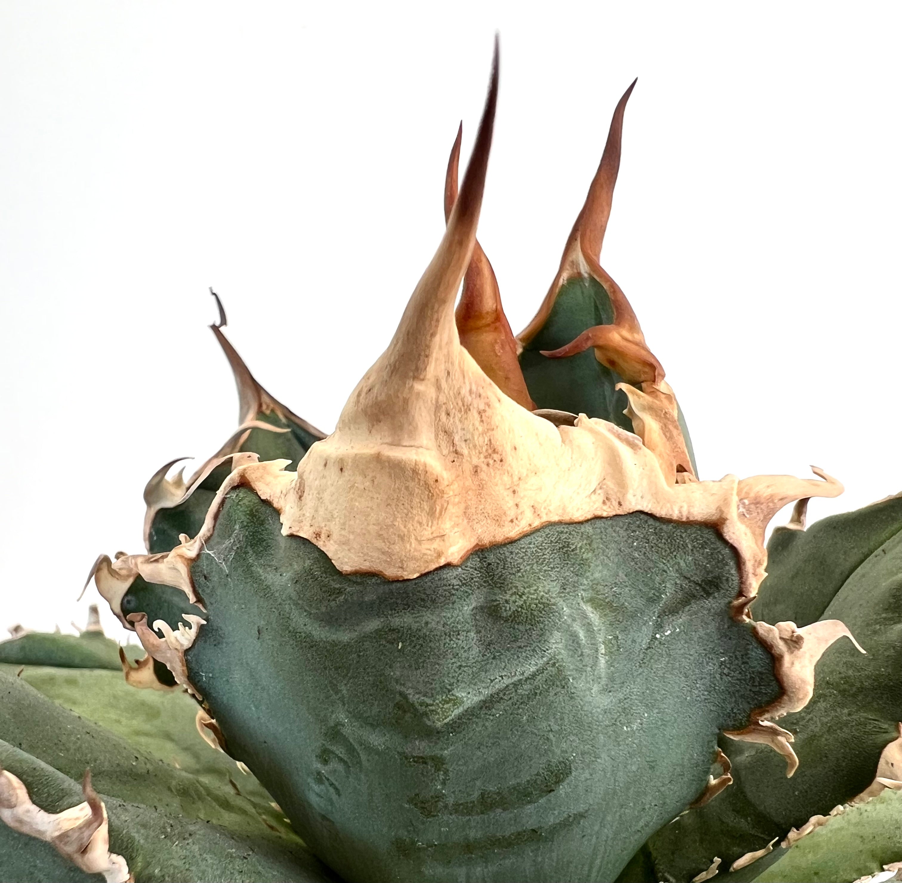 Agave titanota OAXACA | Buy Now from our Shop | Very Rare Clone