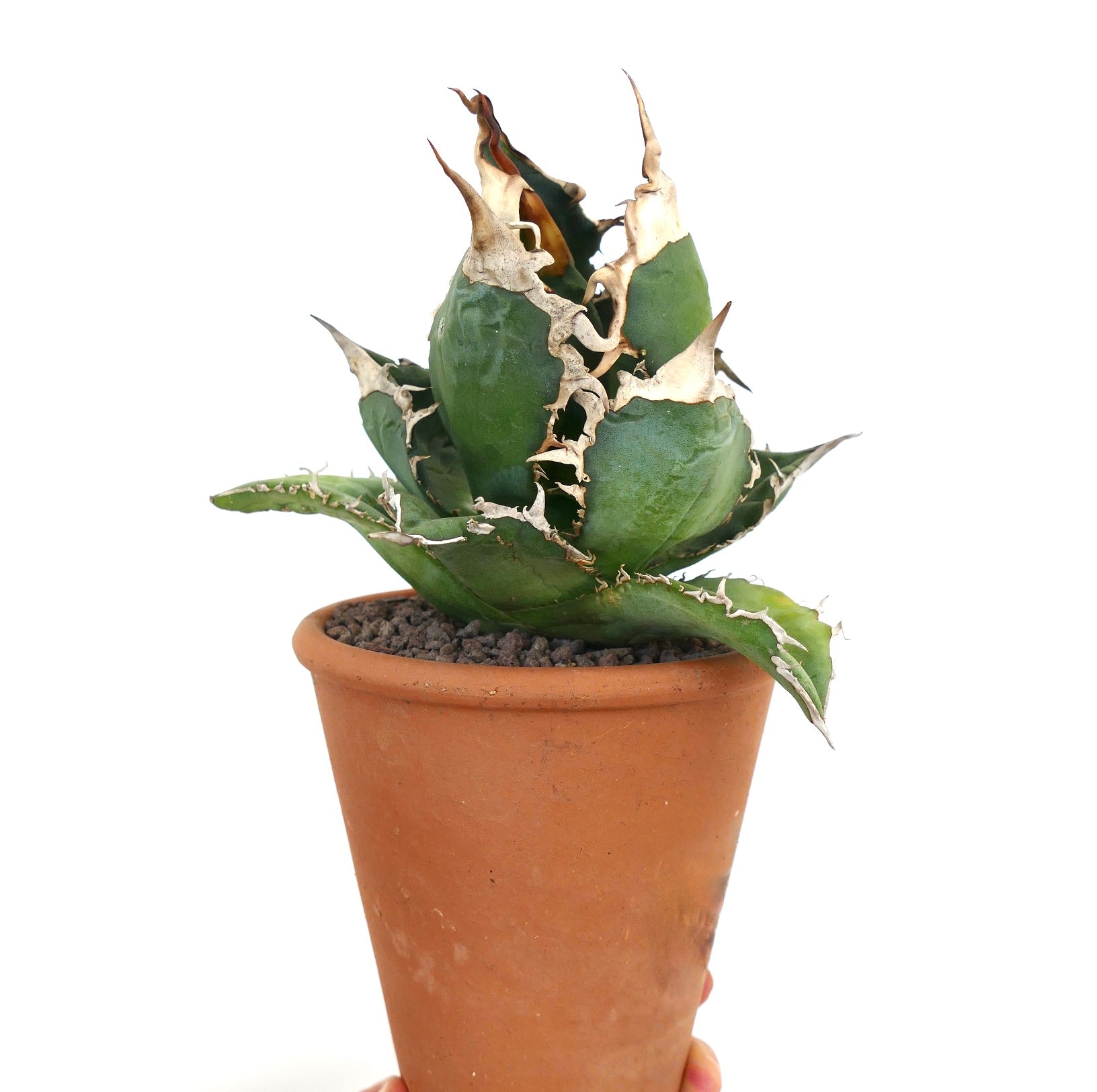 Suculenta Agave titanota con hojas verdes gruesas y espinas blancas prominentes en maceta de terracota